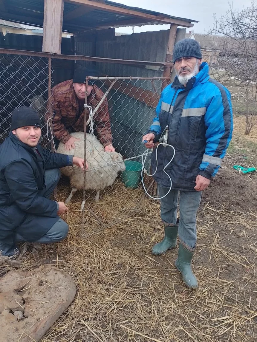 Ревакцинацию скота проводят ветеринары в Хасавюртовском районе