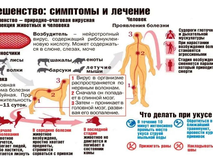 Инфекционисты Дагестана предупреждают: Весной и в начале лета животных больных бешенством становится больше!